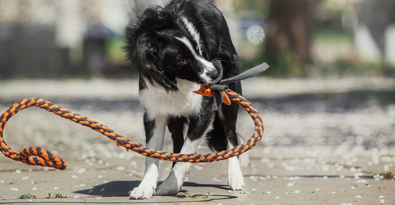 Канатик с узлами, мячом, игрушки-перетяжки для собак: в чем польза